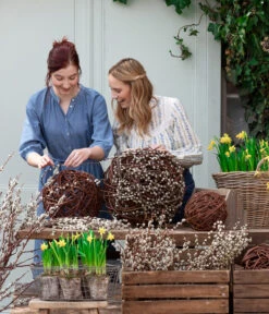 Narzissen 'Tête à Tête' In Birkentopf, Ca. Ø11 Cm -Pflanzenbedarf Geschäft 8150476 WE MO 001 WeidenkaetzchenBundWeidenkugel