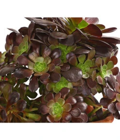 Schwarzkopf - Aeonium Arboreum Var. Nigrum, Im Tonkrug 6 Schwarzkopf - Aeonium Arboreum Var. Nigrum, Im Tonkrug -Pflanzenbedarf Geschäft 8200461 PR DE 001 AeoniumRotblattrigImTonkrugT23DehnerExpressHerzig