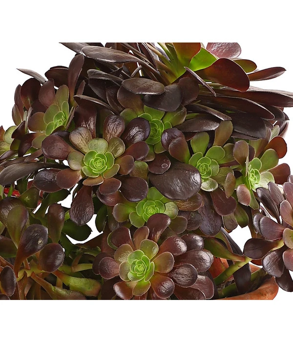 Schwarzkopf - Aeonium Arboreum Var. Nigrum, Im Tonkrug 4 Schwarzkopf - Aeonium Arboreum Var. Nigrum, Im Tonkrug – Bild 2