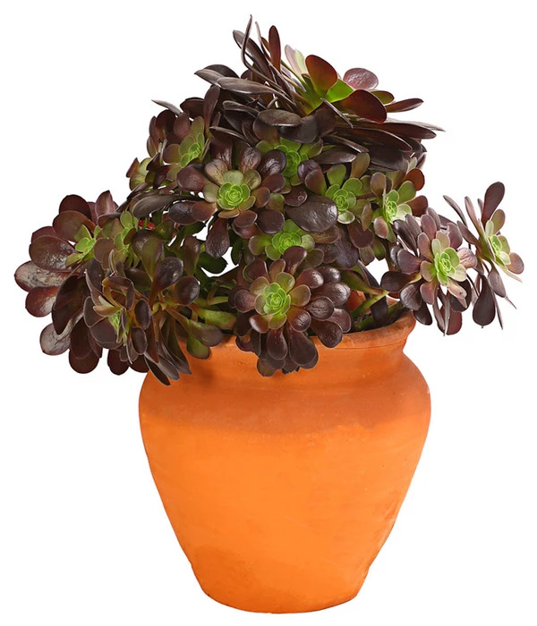 Schwarzkopf - Aeonium Arboreum Var. Nigrum, Im Tonkrug 3 Schwarzkopf - Aeonium Arboreum Var. Nigrum, Im Tonkrug