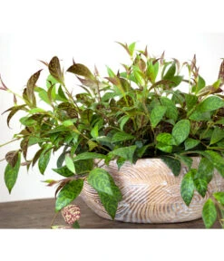 Gefleckte Sinnblume - Aeschynanthus 7 Gefleckte Sinnblume - Aeschynanthus -Pflanzenbedarf Geschäft 8200834 BildFS 001 GefleckteSinnblumeAeschynanthusAeschynanthusMarmoratus