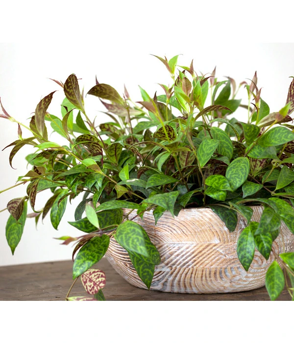 Gefleckte Sinnblume - Aeschynanthus 5 Gefleckte Sinnblume - Aeschynanthus – Bild 3