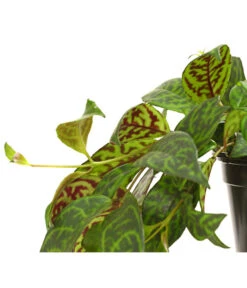 Gefleckte Sinnblume - Aeschynanthus 6 Gefleckte Sinnblume - Aeschynanthus -Pflanzenbedarf Geschäft 8200834 WE DE 001 SchamblumeAeschynanthusMarmoratusT12DehnerExpressHerzig