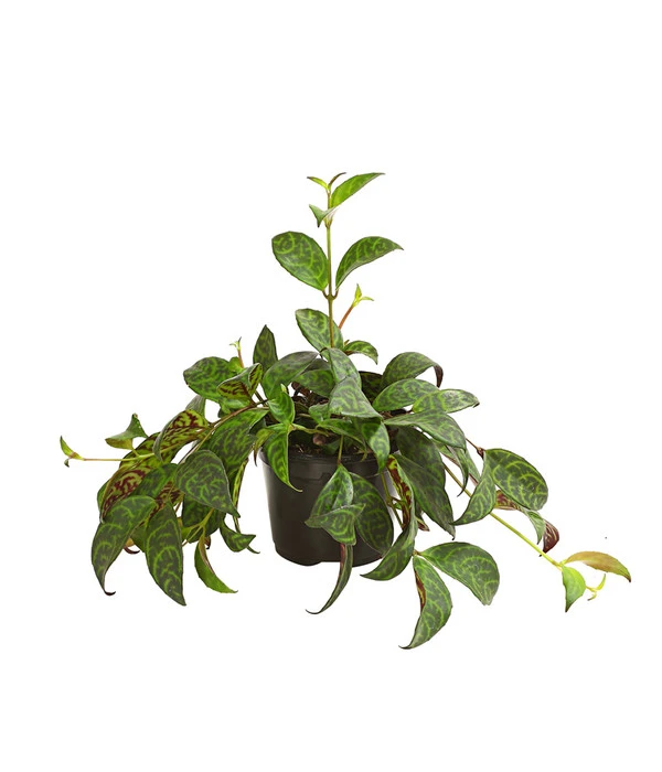 Gefleckte Sinnblume - Aeschynanthus 3 Gefleckte Sinnblume - Aeschynanthus