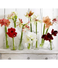 Amaryllis - Hippeastrum-Hybride, Zweitriebig, Sonderfarben -Pflanzenbedarf Geschäft 8201535 8201600 8736175 8646994 8700809 8114530 WE MO 001 Amaryllis 009