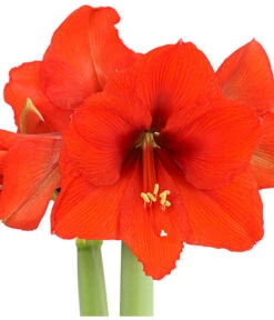 Amaryllis - Hippeastrum 'Superzwiebel' -Pflanzenbedarf Geschäft 8201618 PR DE 001 AmaryllisHippeastrumRittersternSuperzwiebelT17DehnerExpressHerzig
