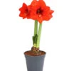 Amaryllis - Hippeastrum 'Superzwiebel' -Pflanzenbedarf Geschäft 8201618 PR FS 001 AmaryllisHippeastrumRittersternSuperzwiebelT17DehnerExpressHerzig
