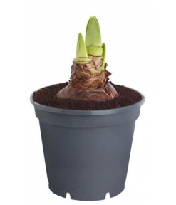 Amaryllis - Hippeastrum 'Superzwiebel' -Pflanzenbedarf Geschäft 8201618 PR FS 001 HippeastrumAmaryllisSuperzwiebelT17OhneBlueteDehnerExpressZS