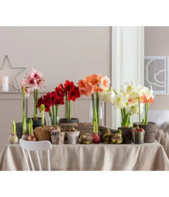 Amaryllis - Hippeastrum 'Superzwiebel' -Pflanzenbedarf Geschäft 8201618 WE MO 001 Amaryllis BestOfAmaryllis