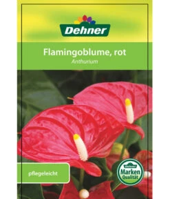 Große Flamingoblume - Anthurium Andreanum, Rot 8 Große Flamingoblume - Anthurium Andreanum, Rot -Pflanzenbedarf Geschäft 8203408 FlamingoblumeRot Etikett 1