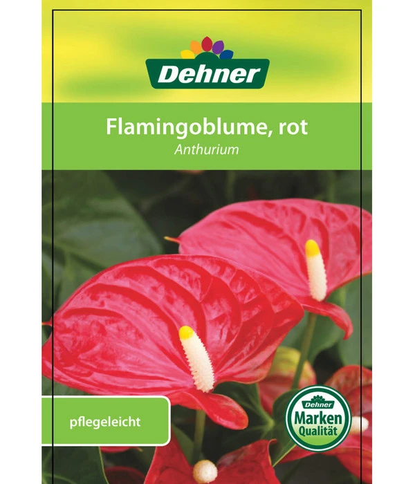 Große Flamingoblume - Anthurium Andreanum, Rot 5 Große Flamingoblume - Anthurium Andreanum, Rot – Bild 3