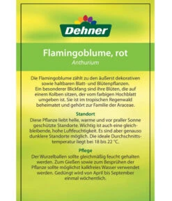 Große Flamingoblume - Anthurium Andreanum, Rot 9 Große Flamingoblume - Anthurium Andreanum, Rot -Pflanzenbedarf Geschäft 8203408 FlamingoblumeRot Etikett 2