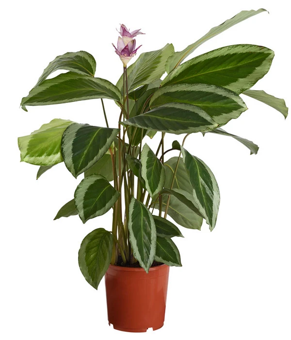 Korbmarante - Calathea Bicajoux 'Gekko' 3 Korbmarante - Calathea Bicajoux 'Gekko'