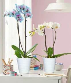 Schmetterlingsorchidee - Phalaenopsis Cultivars 'Blue Wonder' -Pflanzenbedarf Geschäft 8212813 3953346 WE MO 003 SchmetterlingsorchideePhalaenopsisBlueWonderWeissUveSauerTopf