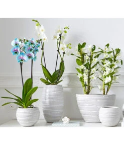 Schmetterlingsorchidee - Phalaenopsis Cultivars 'Blue Wonder' -Pflanzenbedarf Geschäft 8212813 PR MO 001 BlueWonderDendrobiumSchmetterlingsorchideePhalaenopsisUveSauer2