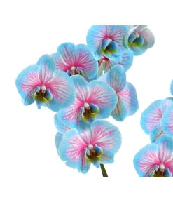 Schmetterlingsorchidee - Phalaenopsis Cultivars 'Blue Wonder' -Pflanzenbedarf Geschäft 8212813 WE DE 002 SchmetterlingsorchideePhalaenopsisBlueWonderHerzig