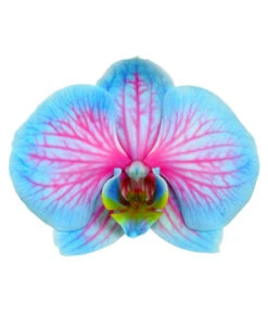 Schmetterlingsorchidee - Phalaenopsis Cultivars 'Blue Wonder' -Pflanzenbedarf Geschäft 8212813 WE DE PhalaenopsisBlueWonderDetailSeptemer