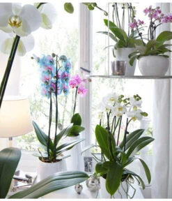 Schmetterlingsorchidee - Phalaenopsis Cultivars 'Blue Wonder' -Pflanzenbedarf Geschäft 8212813 WE MO 001 PhalaenopsisBlueWonderDehnerSeptember20152