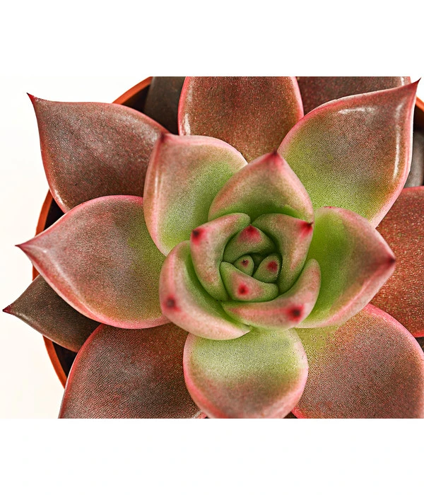Echeverie - Echeveria Agavoides 'Taurus' 4 Echeverie - Echeveria Agavoides 'Taurus' – Bild 2