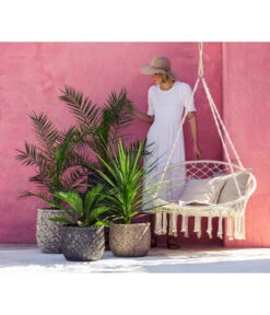 XXL Kanarische Dattelpalme, Ca. 140-160 Cm -Pflanzenbedarf Geschäft 8216277 WE MO 001 DracaenaIndivisiaT20