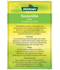 Keulenlilie - Cordyline Australis Variegata 9 Keulenlilie - Cordyline Australis Variegata -Pflanzenbedarf Geschäft 8216368 CorylineBuntEtikett2