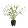 Keulenlilie - Cordyline Australis Variegata -Pflanzenbedarf Geschäft 8216368 PR FS 001 KeulenlilieCordylineAustralisVariegataT17ExpressHerzig