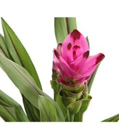 Indische Safranwurz - Curcuma Alismatifolia -Pflanzenbedarf Geschäft 8217341 PR DE 001 CurcumaSarletLilaT15DehnerExpressHerzig