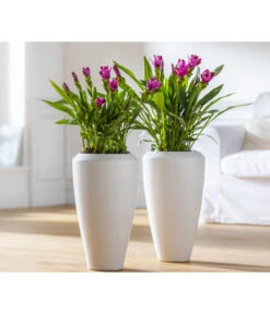 Indische Safranwurz - Curcuma Alismatifolia -Pflanzenbedarf Geschäft 8217341 WE MO 001 Curcuma2021GC08