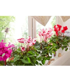 Alpenveilchen, Gefranst -Pflanzenbedarf Geschäft 8217473 8217911 WE MO 002 AlpenveilchenCyclamenGefranstT12UveSauer