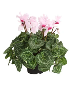 Alpenveilchen, Gefranst -Pflanzenbedarf Geschäft 8217473 PR FS 002 AlpenveilchenCyclameGefranstT12DehnerExpressHerzig