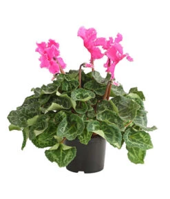 Alpenveilchen, Gefranst -Pflanzenbedarf Geschäft 8217473 PR FS 003 AlpenveilchenCyclameGefranstT12DehnerExpressHerzig