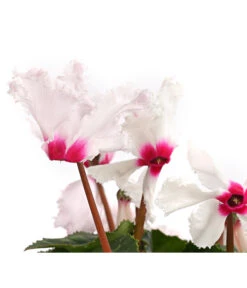 Alpenveilchen, Gefranst -Pflanzenbedarf Geschäft 8217473 WE DE 001 AlpenveilchenCyclamenGefranstWeissT12DehnerExpressHerzig