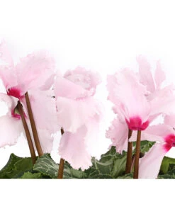 Alpenveilchen, Gefranst -Pflanzenbedarf Geschäft 8217473 WE DE 002 AlpenveilchenCyclameGefranstT12DehnerExpressHerzig