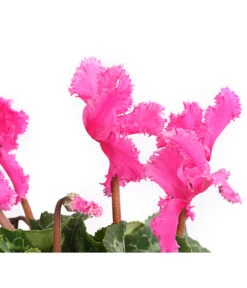 Alpenveilchen, Gefranst -Pflanzenbedarf Geschäft 8217473 WE DE 003 AlpenveilchenCyclameGefranstT12DehnerExpressHerzig