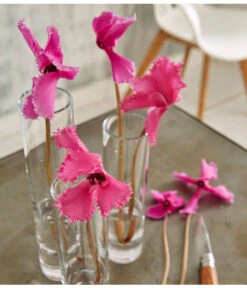 Alpenveilchen, Gefranst -Pflanzenbedarf Geschäft 8217473 WE MO 002 SchmetterlingsorchideePhalaenopsisMini2TrieberGlasvaseBigStudioHamburg