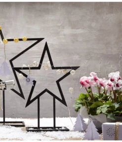 Alpenveilchen, Gefranst -Pflanzenbedarf Geschäft 8217473 WE MO 028 Weihnachtsshooting 2015