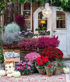 Liebeslocke - Juncis Effusus -Pflanzenbedarf Geschäft 8217481 WE MO 001 AlpenveilchenRot Herbststory