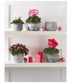 Midi Alpenveilchen, Weiß -Pflanzenbedarf Geschäft 8217903 WE MO 001 CyclameMidiWeiss