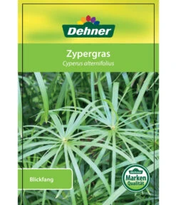 Zypergras - Cyperus Alternifolius -Pflanzenbedarf Geschäft 8218224 Zypergras Etikett 1