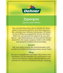 Zypergras - Cyperus Alternifolius -Pflanzenbedarf Geschäft 8218224 Zypergras Etikett 2