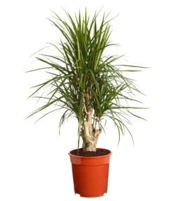 Drachenbaum - Dracaena Marginata, Verzweigt