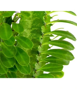 Dreirippige Wolfsmilch - Euphorbia Trigona -Pflanzenbedarf Geschäft 8225856 PR DE 001 EuphorbiaTrigonaDreirippigeWolfsmilchT12DehnerExpressHerzig