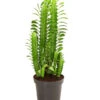Dreirippige Wolfsmilch - Euphorbia Trigona 1 Dreirippige Wolfsmilch - Euphorbia Trigona -Pflanzenbedarf Geschäft 8225856 PR FS 001 EuphorbiaTrigonaDreikantigeWolfsmilchT12DehnerExpressHerzig