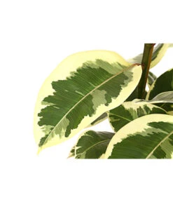 Gummibaum - Ficus Elastica, Verschiedene Sorten -Pflanzenbedarf Geschäft 8228603 PR DE 001 FicusElastica3erTuffT27panaschiertDehnerExpressHerzig