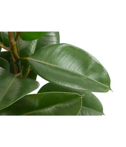 Gummibaum - Ficus Elastica, Verschiedene Sorten -Pflanzenbedarf Geschäft 8228603 PR DE 002 FicusElastica3erTuffT27gruenDehnerExpressHerzig