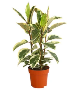 Gummibaum - Ficus Elastica, Verschiedene Sorten -Pflanzenbedarf Geschäft 8228603 PR FS 001 FicusElastica3erTuffT27panaschiertDehnerExpressHerzig