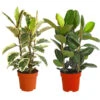 Gummibaum - Ficus Elastica, Verschiedene Sorten -Pflanzenbedarf Geschäft 8228603 PR FS 001 FicusElasticaMix3erTuffT27