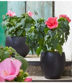 Sumpf-Roseneibisch -Pflanzenbedarf Geschäft 8233520 8587826 PR MO 006 HibiscusMoscheutosBL0218