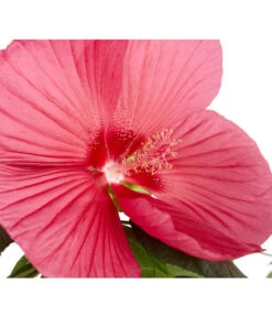 Sumpf-Roseneibisch -Pflanzenbedarf Geschäft 8233520 PR DE 001 HibiskusHibiscusMoscheutusT23SumpfeibischMagentaRotDehnerExpressZS