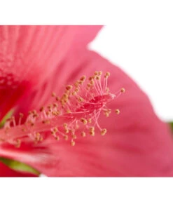 Sumpf-Roseneibisch -Pflanzenbedarf Geschäft 8233520 PR DE 002 HibiskusHibiscusMoscheutusT23SumpfeibischMagentaRotDehnerExpressZS